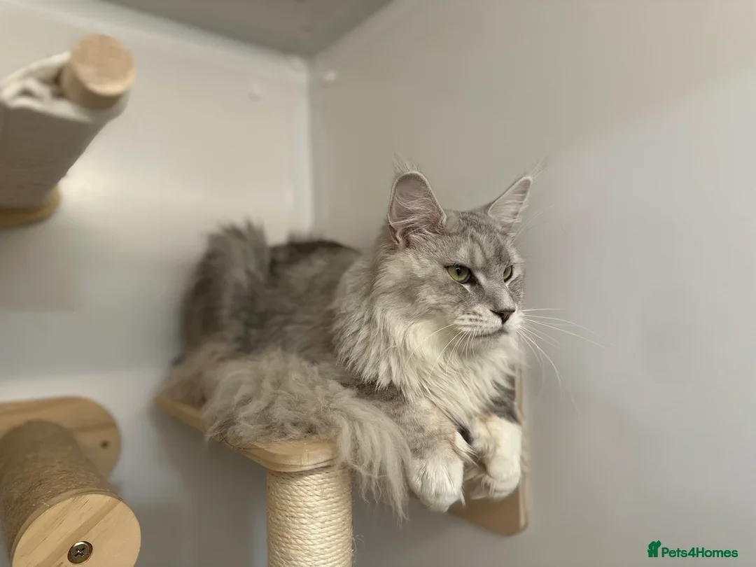 Maine Coon cats for stud: ⭐️ SIR CLYDE ⭐️ STUD AVAILABLE ⭐️ POLYDACTYL ⭐️ - Image 2