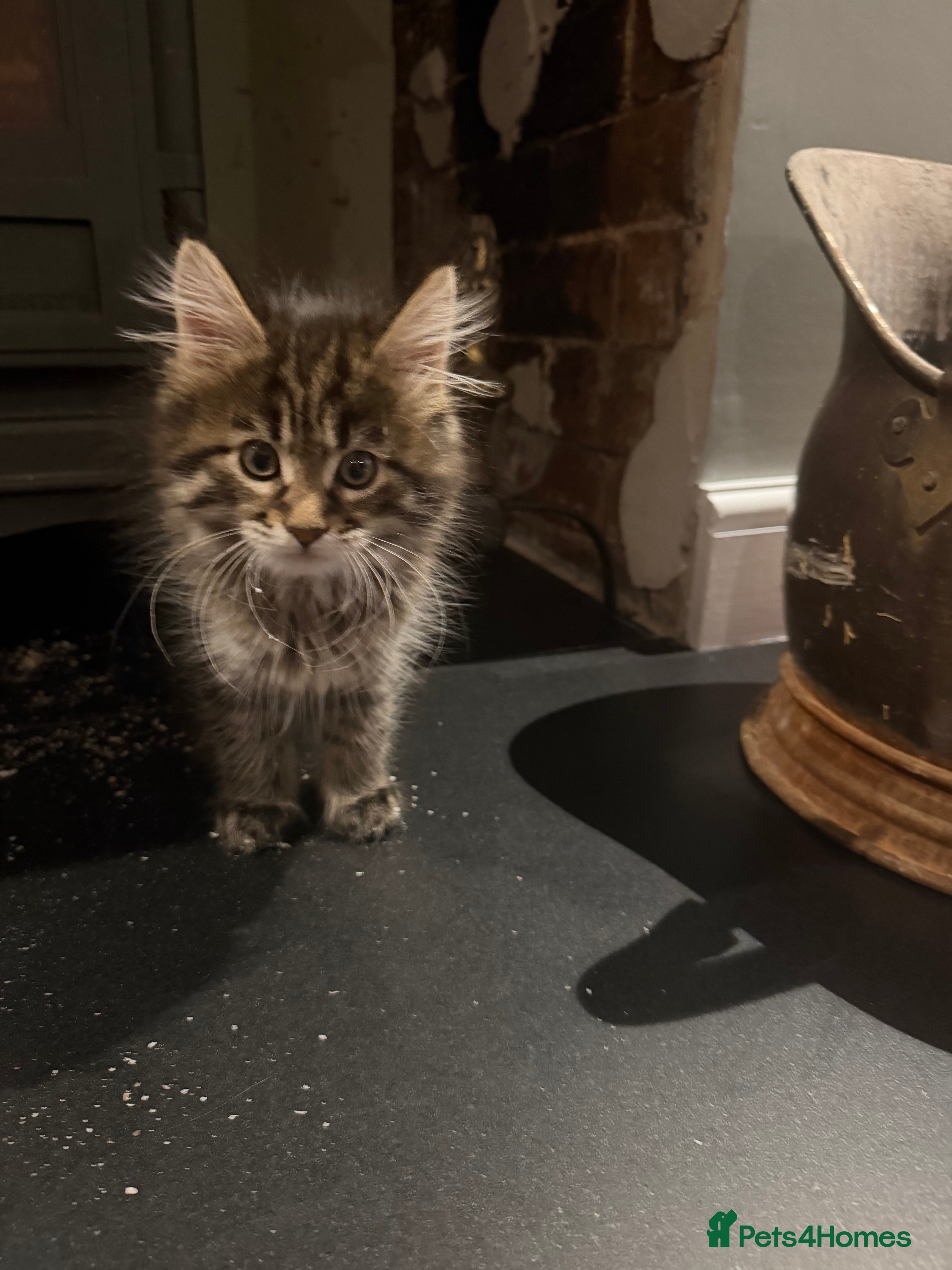 Maine Coon cats Maine coon kitten - Advert 14