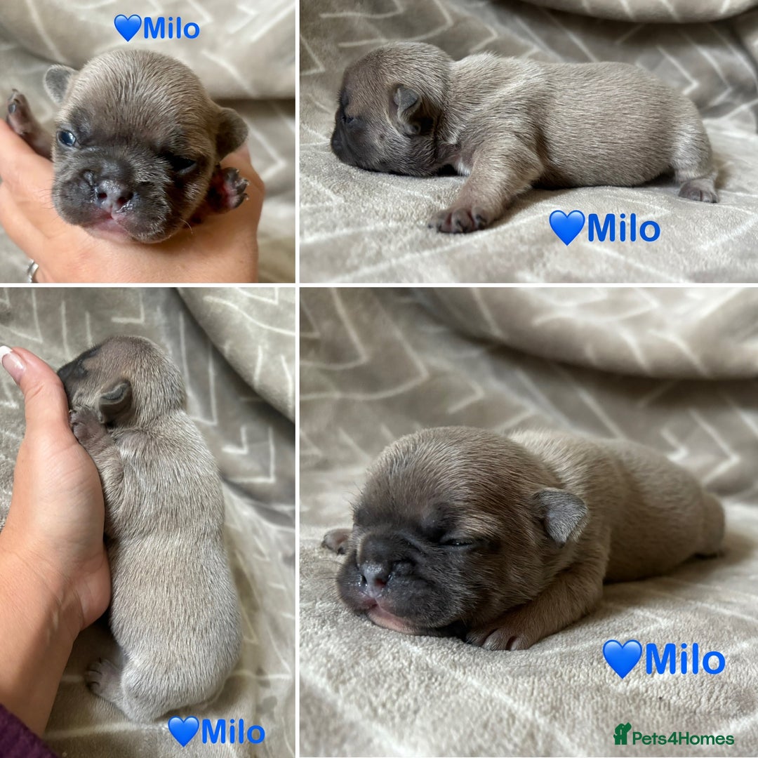 French Bulldog dogs for sale: French Bull Dog Puppies - Advert 8