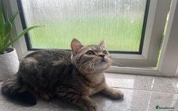 British Shorthair cats for sale: STUNNING British Shorthair Kittens Silver Tabbies - Image 16