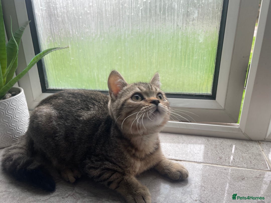 British Shorthair cats for sale: STUNNING British Shorthair Kittens Silver Tabbies - Image 16