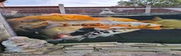 Koi Carp fish for sale: Koi carp all different for sale in Stoke-on-Trent - Advert 4