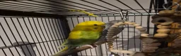 Budgerigars birds for sale: 2x female budgies ideally suited to aviary  - Advert 4
