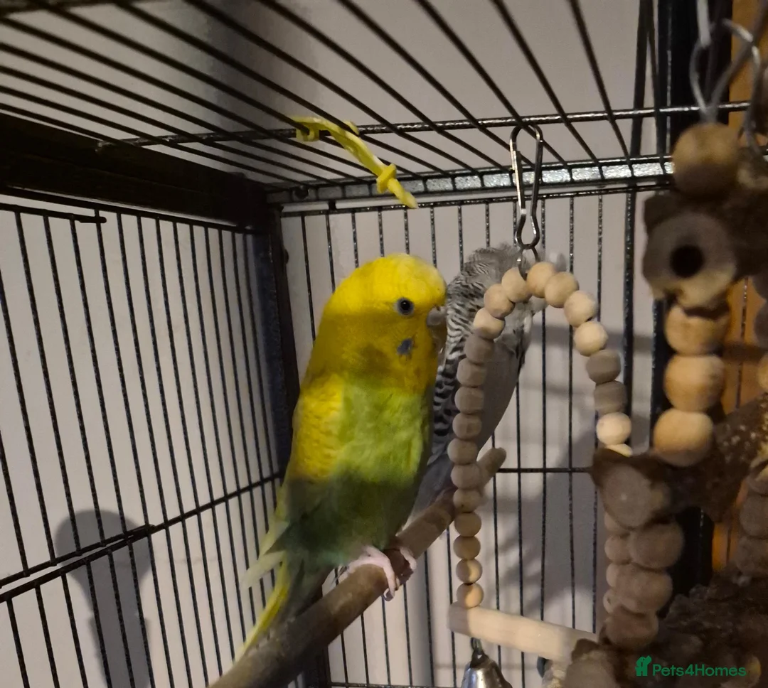 Budgerigars birds for sale: 2x female budgies ideally suited to aviary  - Advert 4