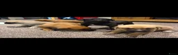 Belgian Shepherd Dog dogs for sale: 5 Dutch Shepard x Belgian malinois puppies in Salisbury - Advert 2