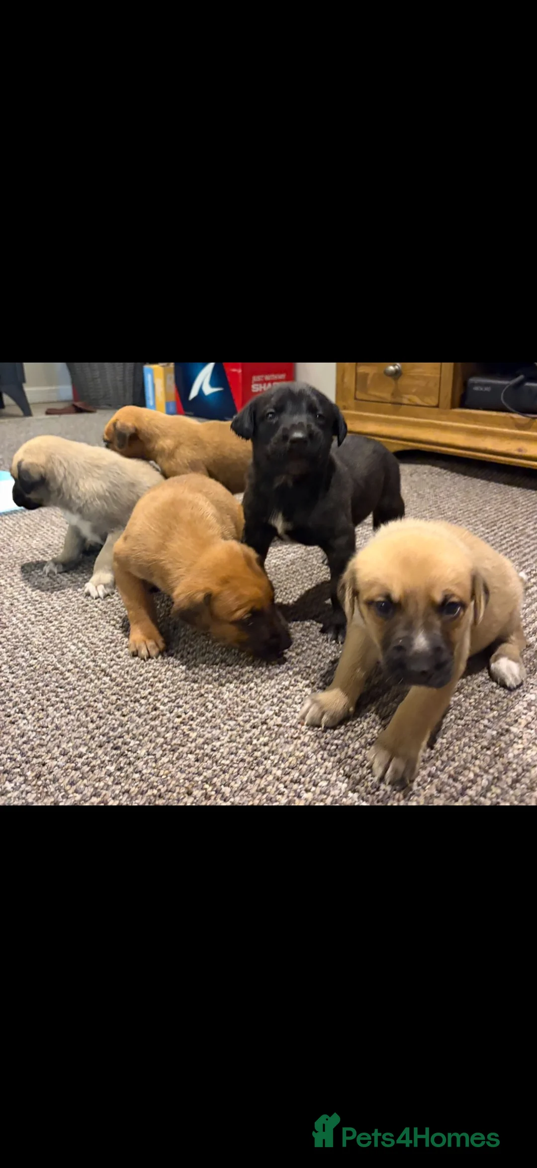 Belgian Shepherd Dog dogs for sale: 5 Dutch Shepard x Belgian malinois puppies in Salisbury - Advert 2