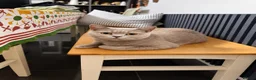 British Shorthair cats for sale: Beautiful queen active for sale - Advert 5