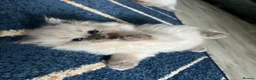 Ragdoll cats for sale: Stunning fur purebred ragdolls - Advert 18