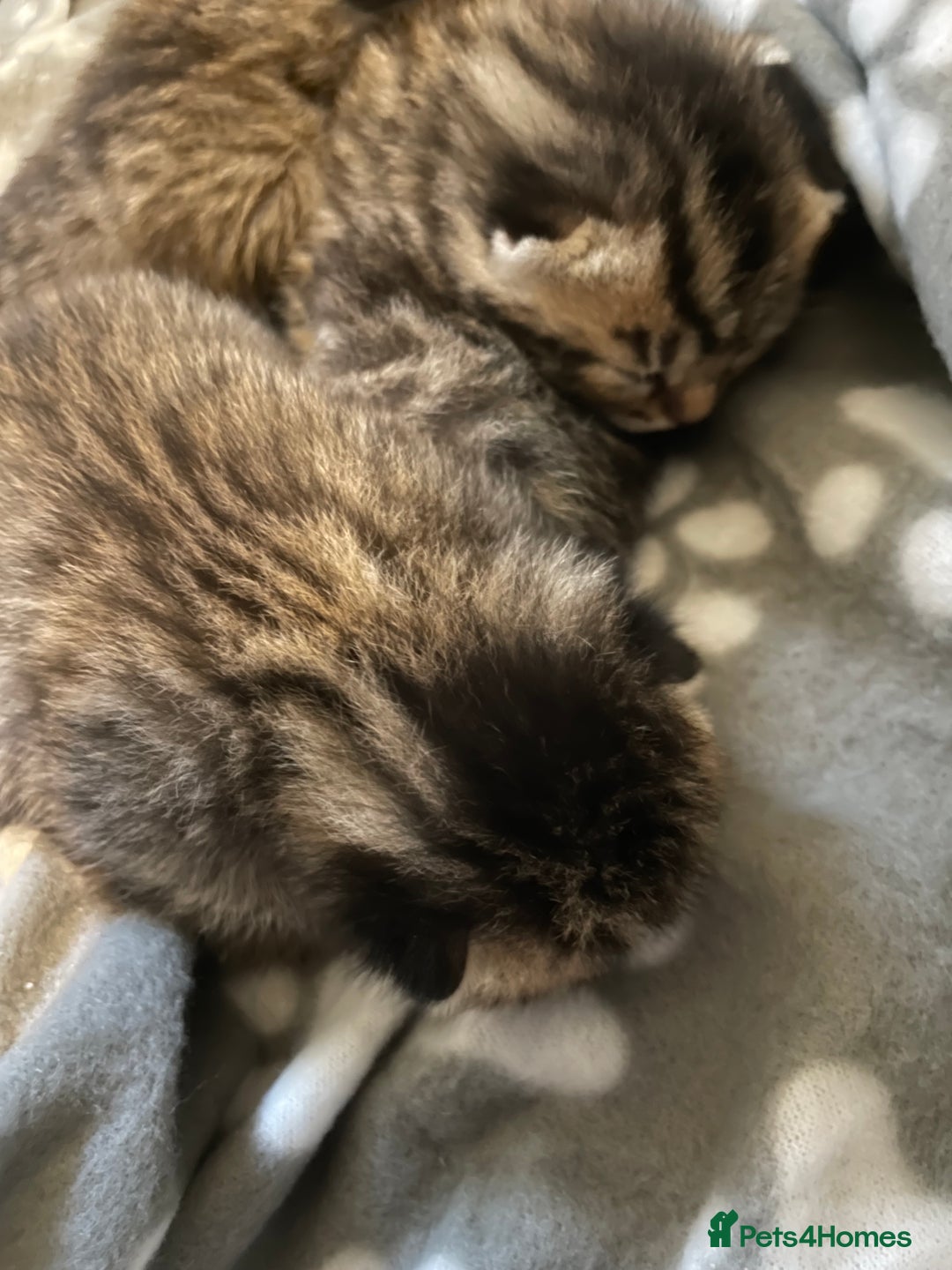 Mixed Breed cats for sale: 4 Beautiful Bears  - Advert 6