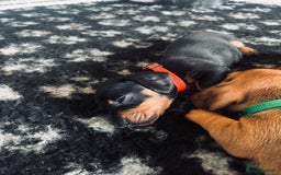 Dachshund dogs for sale: Beautiful dachshund puppies  - Image 10