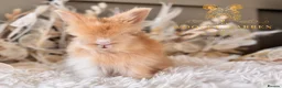 Angora rabbits for sale: BEAUTIFUL LITTER OF ANGORAS - Advert 16