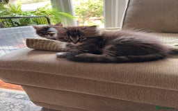 Maine Coon cats for sale:      💖LAST BEAUTIFUL BABY GIRL💖  - Image 10