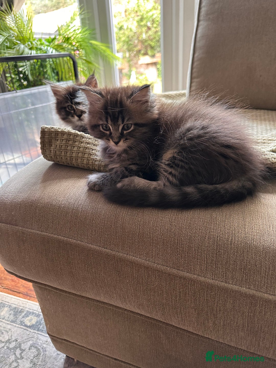Maine Coon cats for sale:      💖LAST BEAUTIFUL BABY GIRL💖  - Image 10