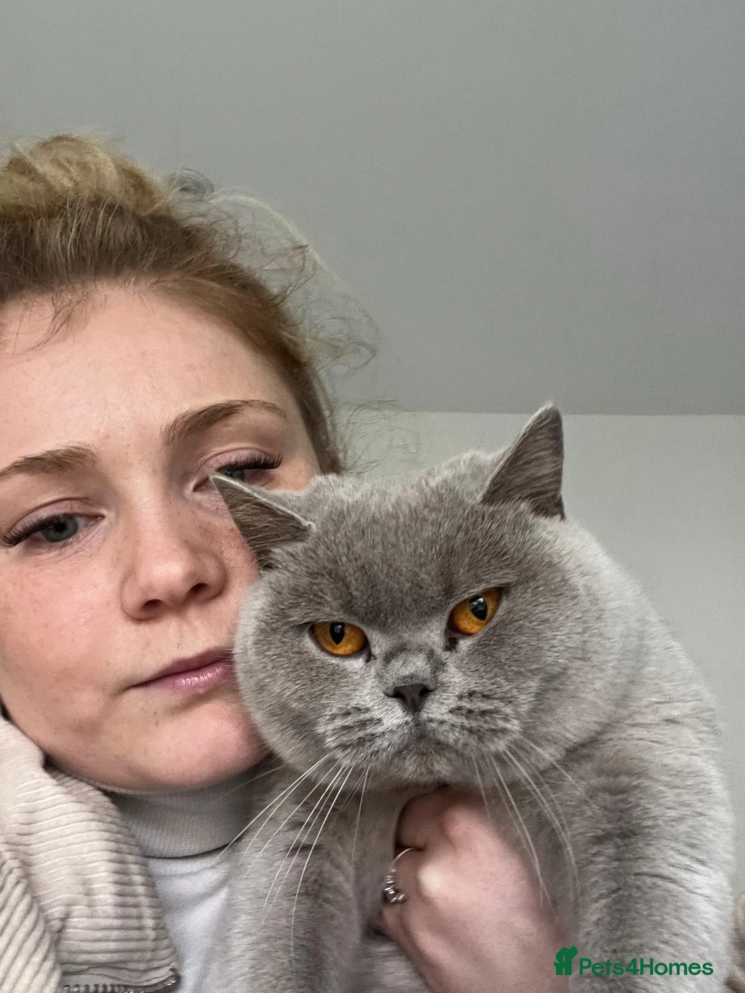 British Shorthair cats for sale: Active GCCF Lilac Female - Advert 3