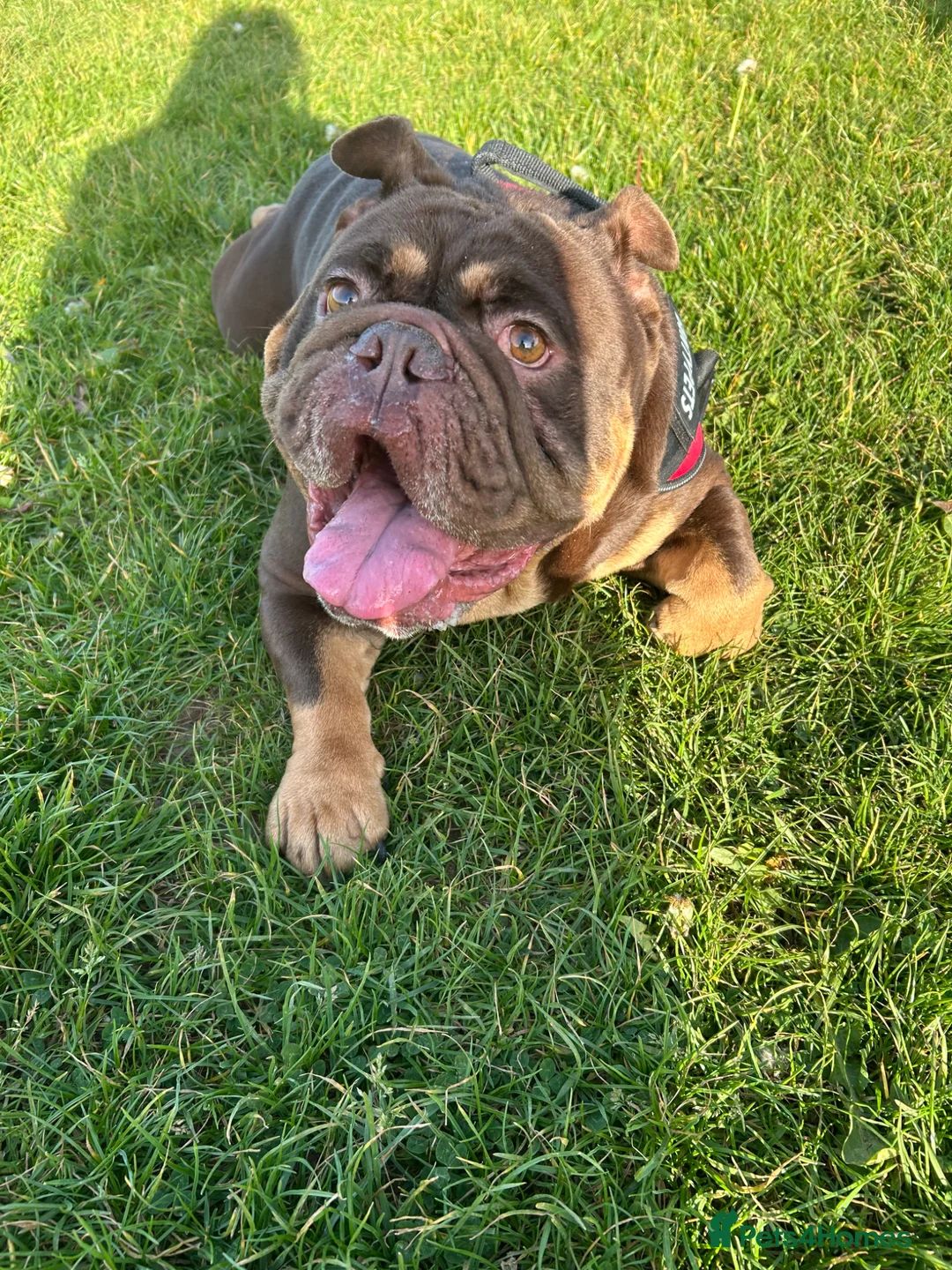 English Bulldog dogs for sale: Loving English Bulldog - Advert 2