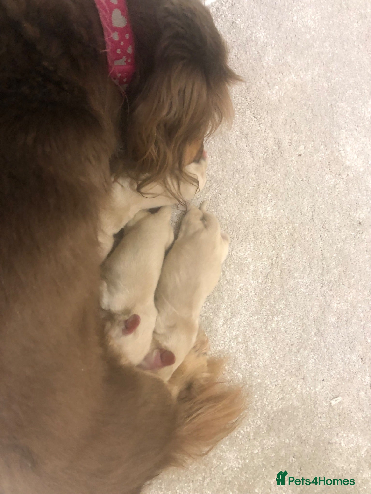 Miniature Dachshund dogs Miniature Longhaired cream dachshund  puppies - Advert 2