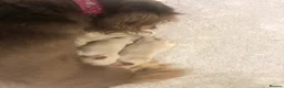 Miniature Dachshund dogs for sale: Miniature Longhaired cream dachshund  puppies - Advert 2