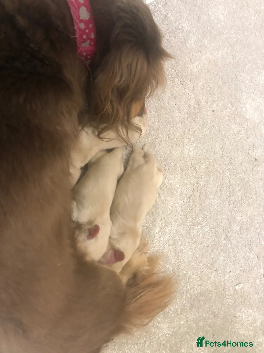 Miniature Dachshund dogs for sale: Miniature Longhaired cream dachshund  puppies - Advert 2
