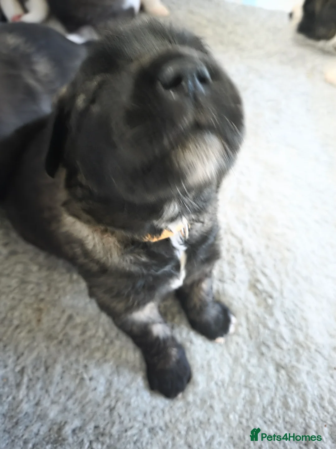 Mixed Breed dogs for sale: Beautiful saint bernard akita mix puppies - Advert 17