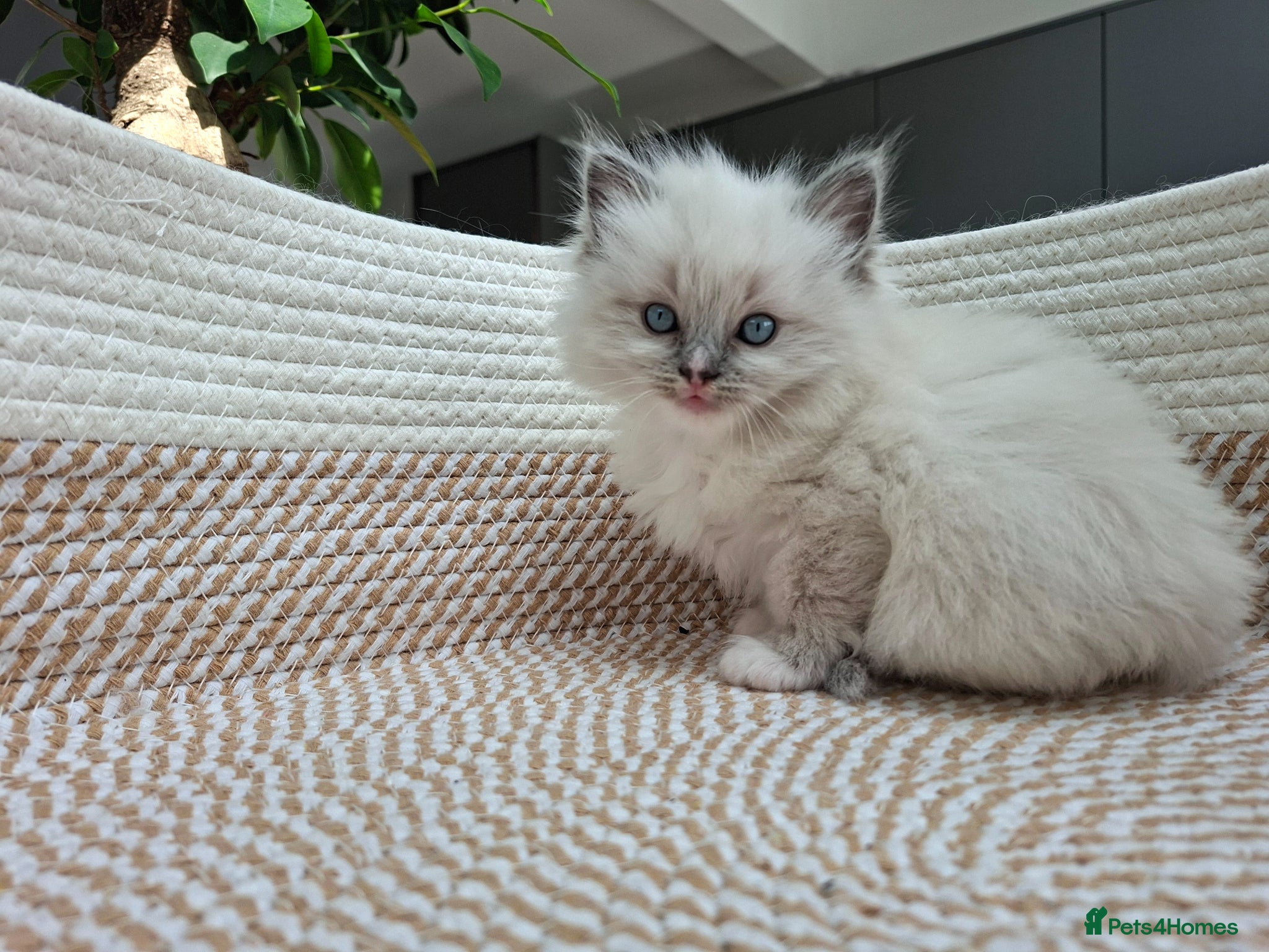 Ragdoll cats Only 2 Ragdoll Girls Left – Ready to Reserve - Advert 2