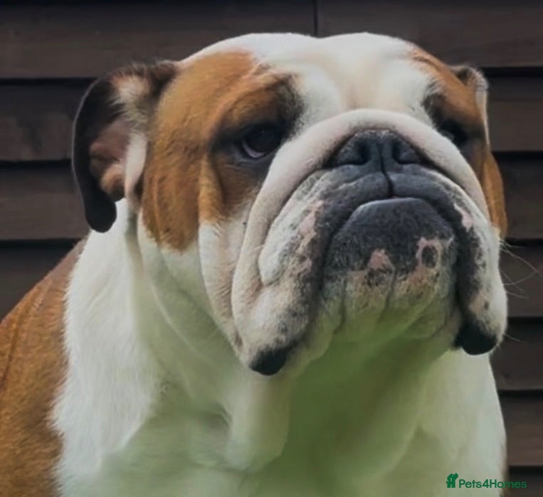 English Bulldog dogs MULTI CH sired english bulldog puppies - Advert 1