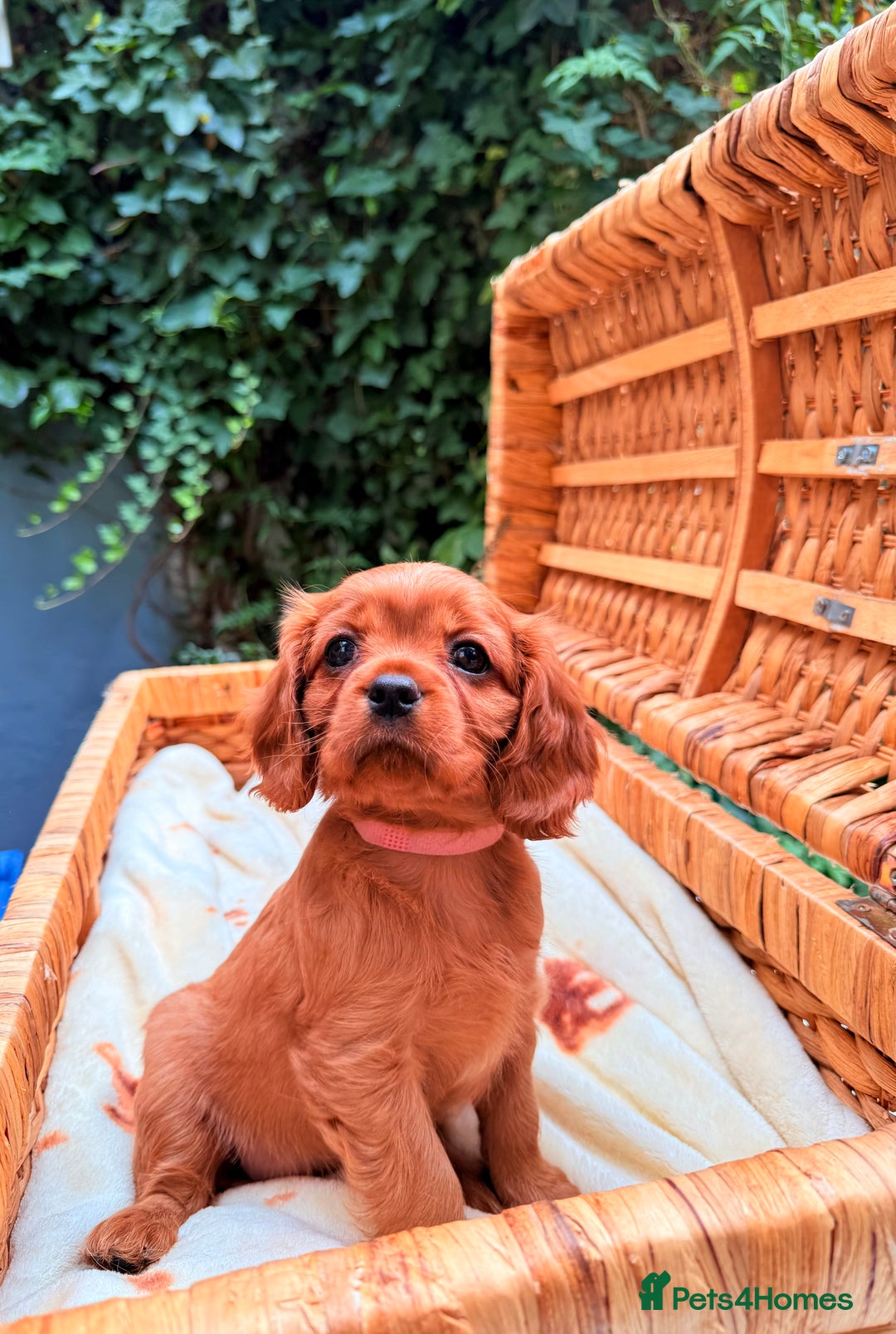 Cavalier King Charles Spaniel dogs for sale: Quality KC Health Tested Ruby CKCS Pups For  Sale - Image 16