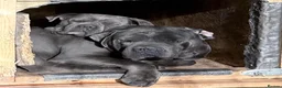Cane Corso dogs for sale: CANE CORSO PUPPIES CHAMPION BLOODLINE PEDIGREE  - Advert 6