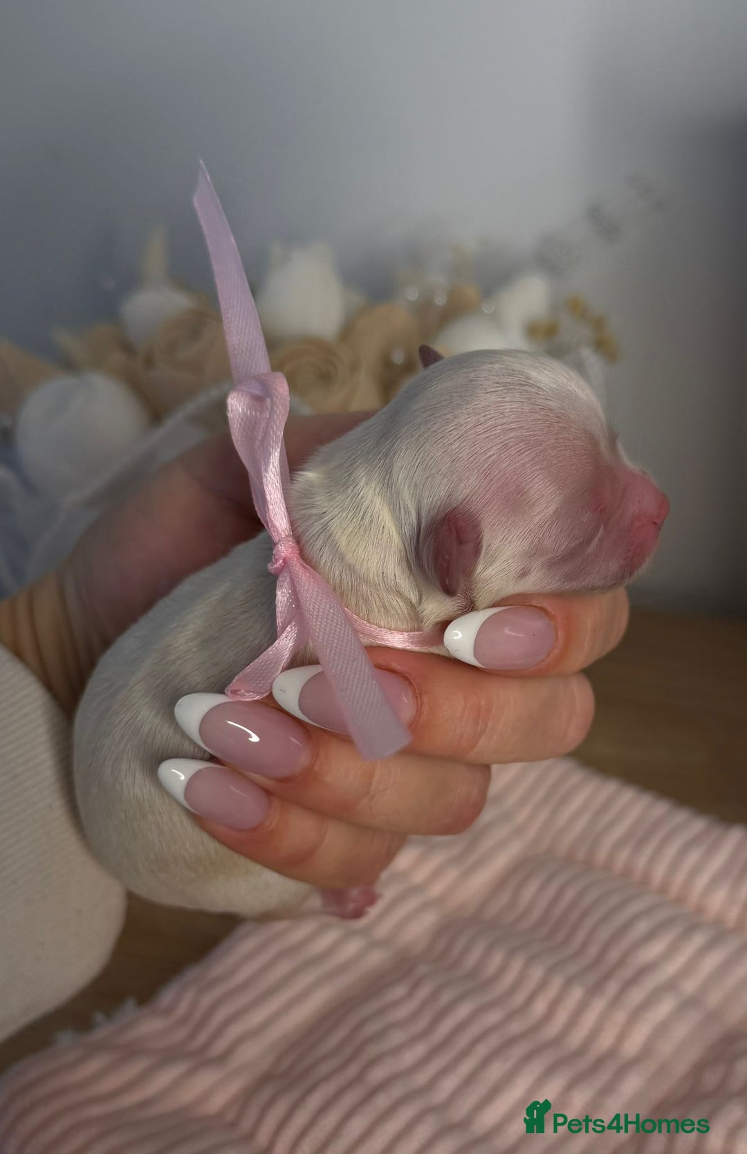 Maltipoo dogs for sale: True Mini Maltipoo F1 Puppies – Babyface Girls - Advert 10