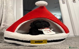 Cavapoo dogs for sale: F2 cava poo puppies  - Advert 1