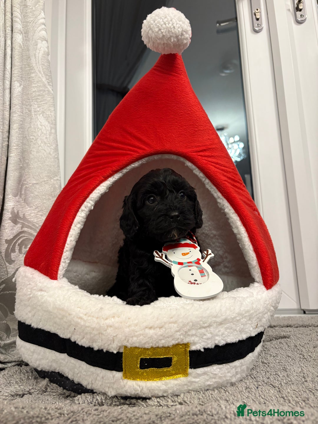 Cavapoo dogs for sale: F2 cava poo puppies  - Advert 1