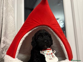 Cavapoo dogs F2 cava poo puppies - Advert 1