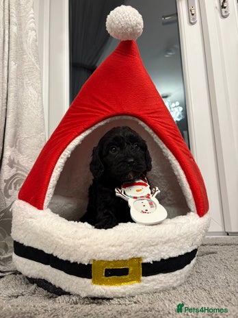 Cavapoo dogs F2 cava poo puppies - Advert 1