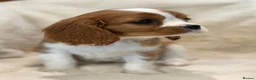Cavalier King Charles Spaniel dogs for sale: Extensively health tested cavalier pups  - Advert 10
