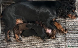 Cockapoo dogs for sale: ** BEAUTIFUL CHOC & EBONY TOY F1 COCKAPOO PUPS ** - Image 10