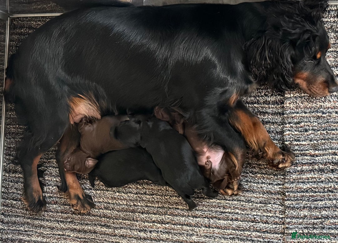 Cockapoo dogs for sale: ** BEAUTIFUL CHOC & EBONY TOY F1 COCKAPOO PUPS ** - Image 10