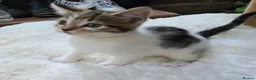 Mixed Breed cats for sale: 🐾 6 Beautiful Tabby Kittens 🐾 - Advert 9