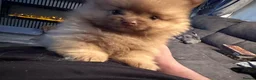 Pomeranian dogs for sale: Pomeranian teddyfaced puppies in Liverpool - Advert 8