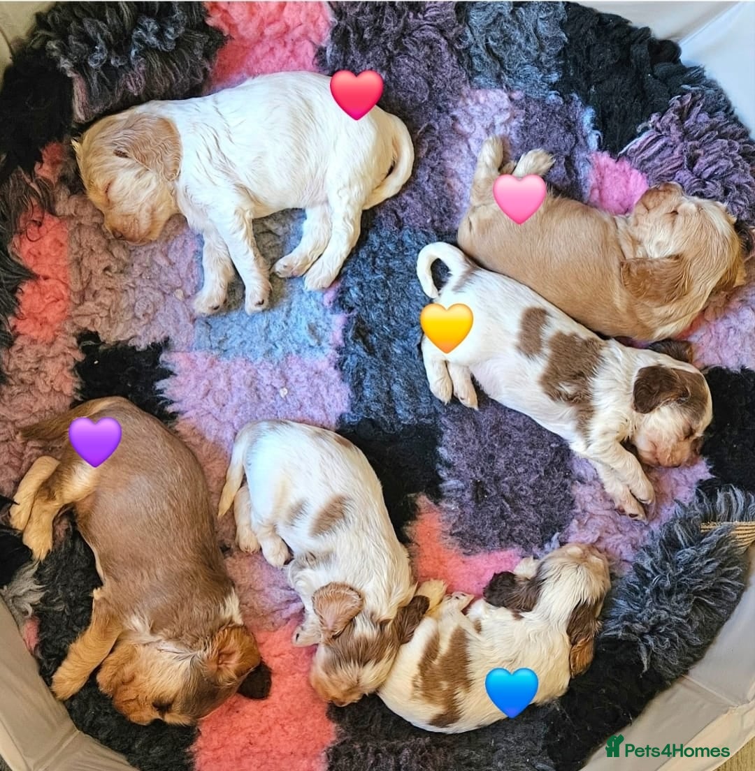 Cocker Spaniel dogs for sale: BEAUTIFUL SHOW COCKER SPANIEL PUPPIES - Advert 5