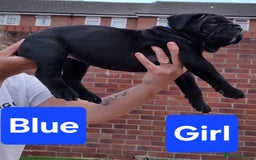 Cane Corso dogs for sale: Pedigree Cane Corso Puppies  - Image 5