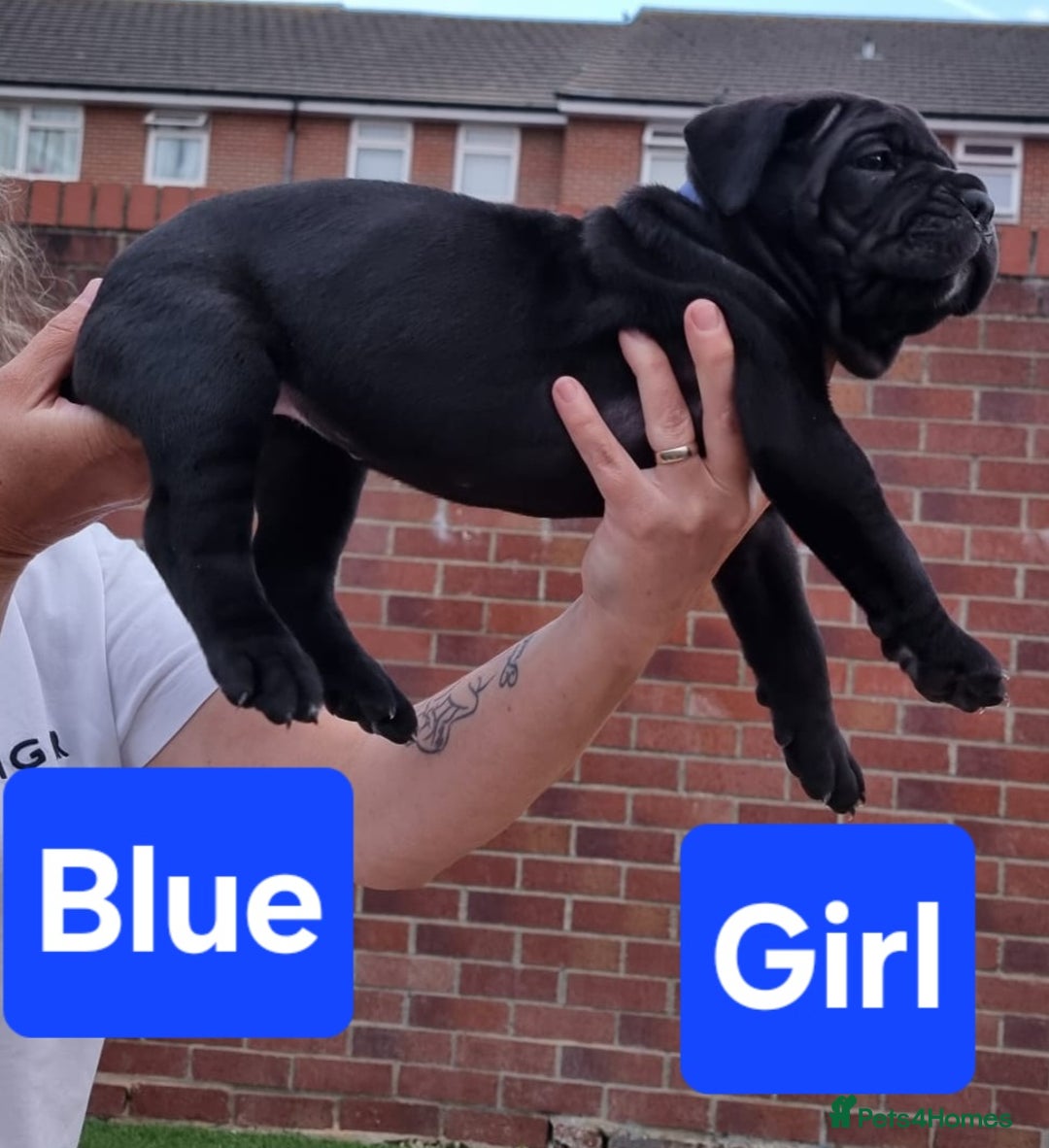 Cane Corso dogs for sale: Pedigree Cane Corso Puppies  - Image 5