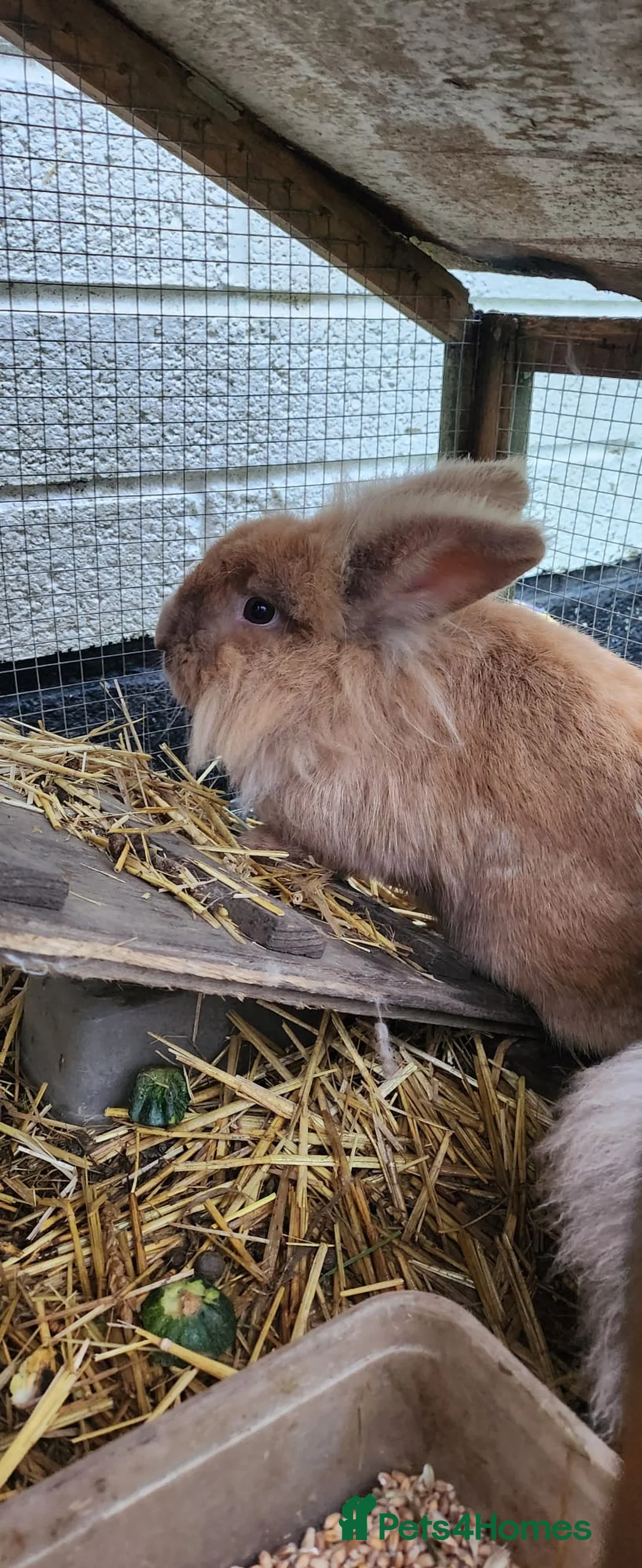 Mixed Breed rabbits for sale: Rabbit pair male and female - Advert 7