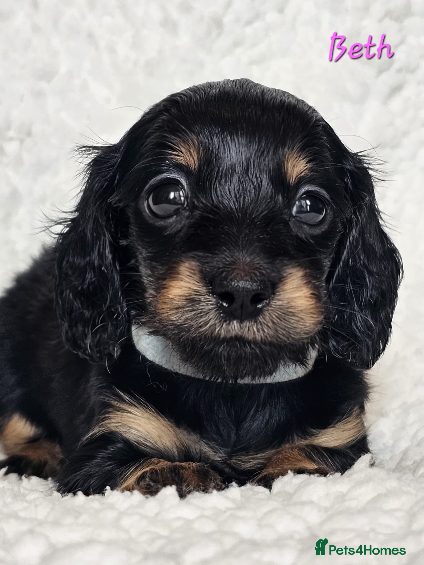 Miniature Dachshund dogs Stunning Miniature Long Haired Dachshunds - Advert 14