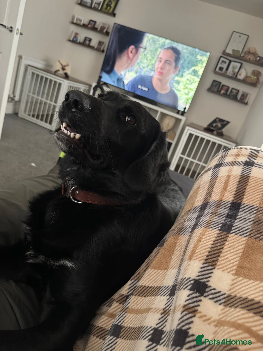 Labrador Retriever dogs for sale: 🐾 Gorgeous 14 Month-Old Male Labrador Retriever🐾 - Advert 5