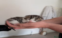 Maine Coon cats for sale: Kittens for sale - Image 15