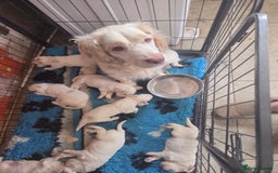 Clumber Spaniel dogs for sale: ***sold pending collection ***Clumber spaniel KC  - Image 2