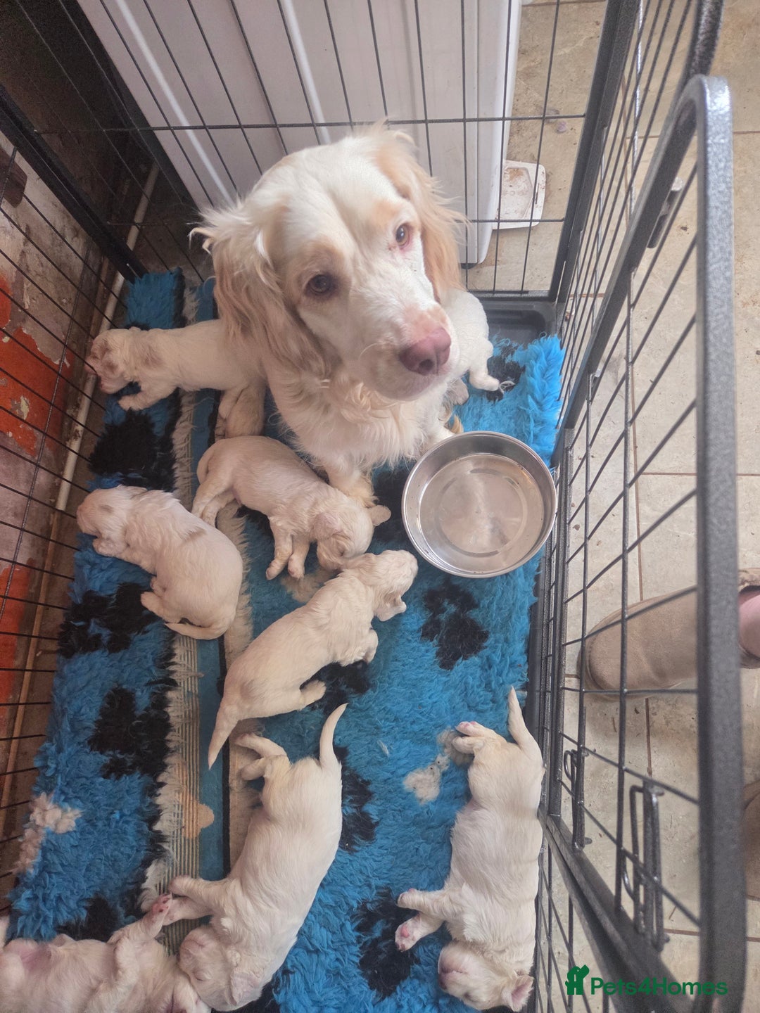 Clumber Spaniel dogs for sale: ***sold pending collection ***Clumber spaniel KC  - Image 2
