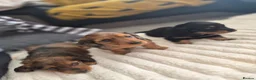 Miniature Dachshund dogs for sale: Dachshund puppy 1 girl available  in Evesham - Advert 5