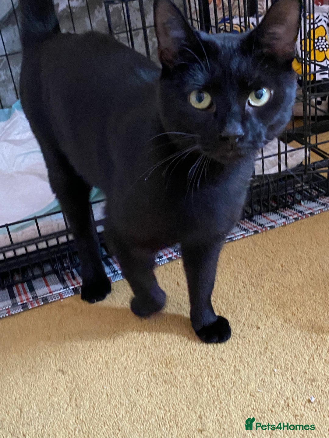 Domestic Shorthair cats for sale: “Adorable Kitten Looking for a Loving Home” - Image 3