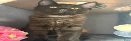 Mixed Breed cats for sale: Three beautiful female kittens! - Advert 13