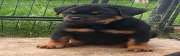 Rottweiler dogs for sale: ⭐️ Outstanding Rottweiler Puppies ⭐️ - Advert 18